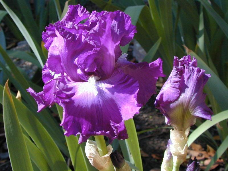 Photo of Tall Bearded Iris (Iris 'Aristocracy') uploaded by Betja