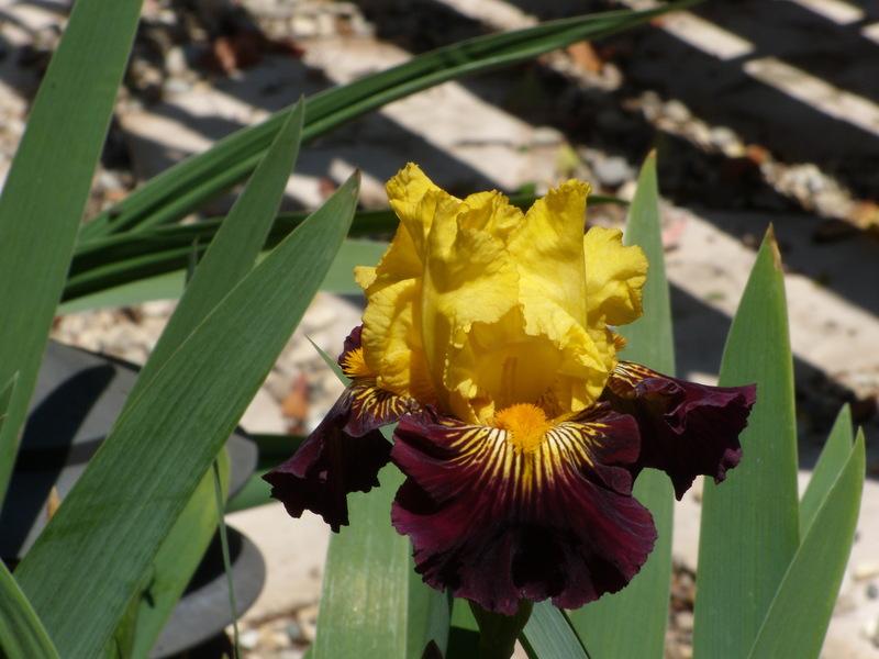 Photo of Tall Bearded Iris (Iris 'Pirate Ahoy') uploaded by Betja