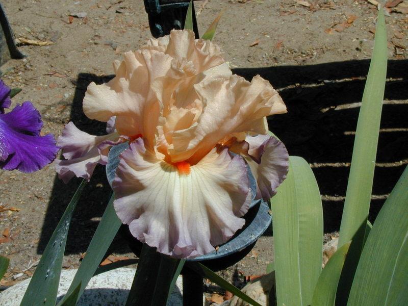 Photo of Tall Bearded Iris (Iris 'Parisian Dawn') uploaded by Betja