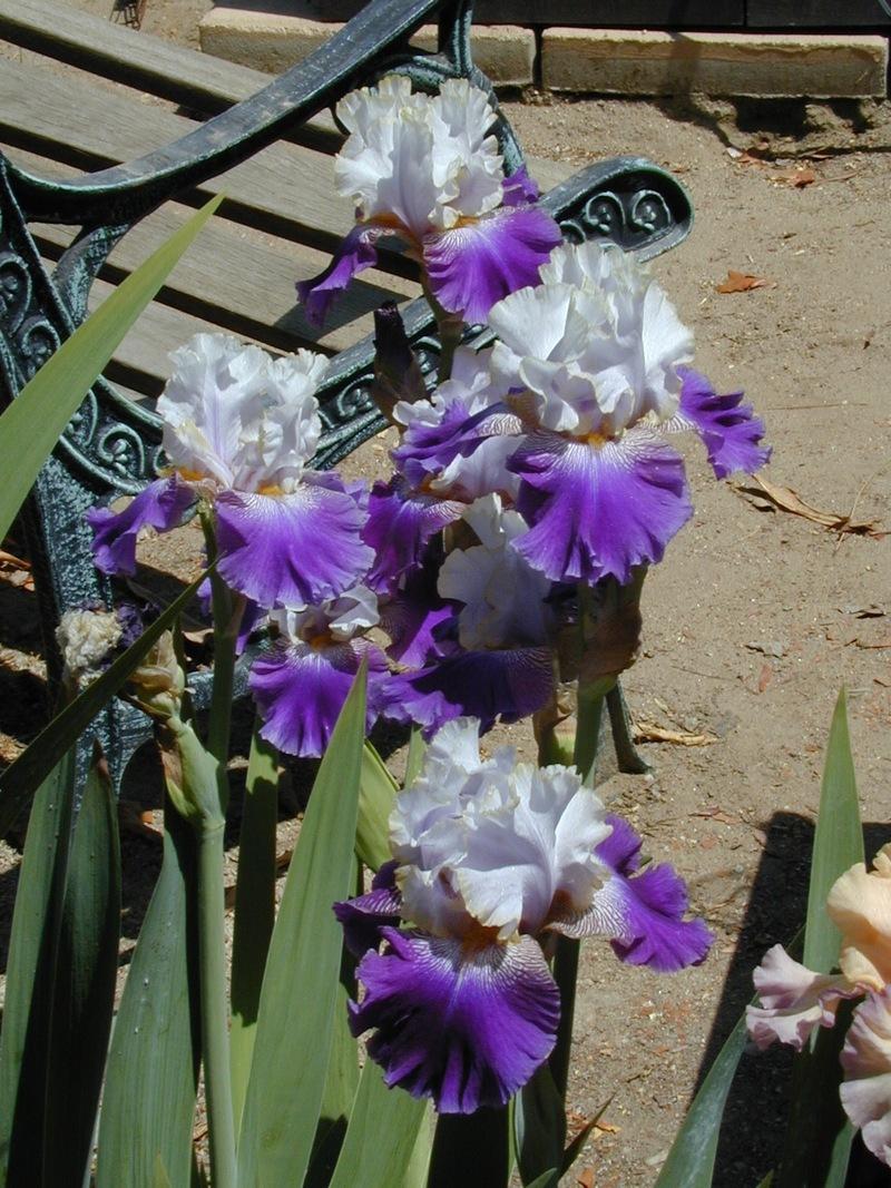 Photo of Tall Bearded Iris (Iris 'Slovak Prince') uploaded by Betja