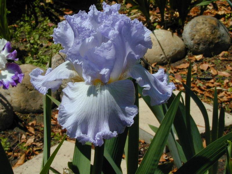 Photo of Tall Bearded Iris (Iris 'Fancy Stuff') uploaded by Betja