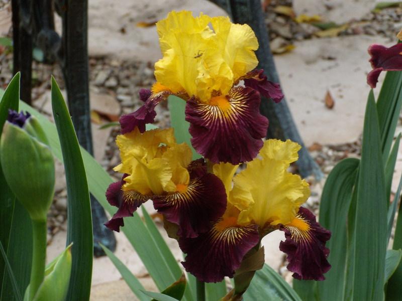 Photo of Tall Bearded Iris (Iris 'Pirate Ahoy') uploaded by Betja