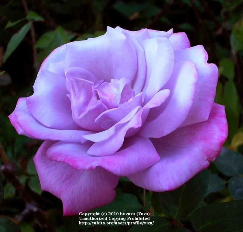 Photo of Rose (Rosa 'Paradise') uploaded by zuzu