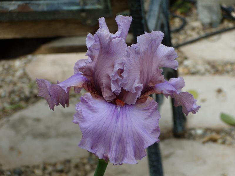 Photo of Tall Bearded Iris (Iris 'Silk Run') uploaded by Betja