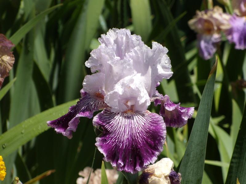 Photo of Tall Bearded Iris (Iris 'Gypsy Geena') uploaded by Betja