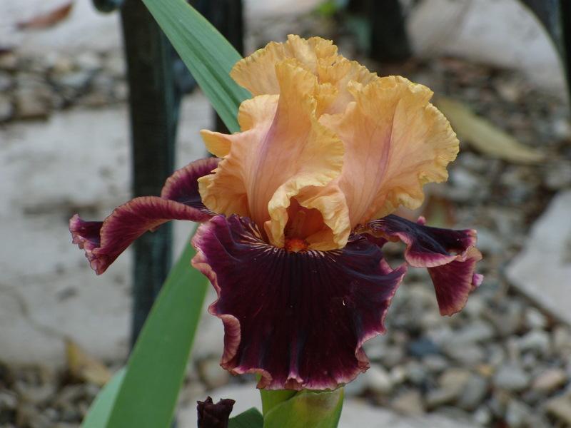 Photo of Tall Bearded Iris (Iris 'Glamour Pants') uploaded by Betja