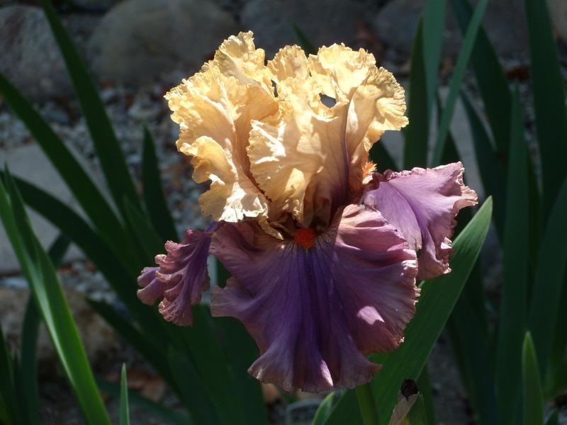 Photo of Tall Bearded Iris (Iris 'Air of Mystery') uploaded by Betja