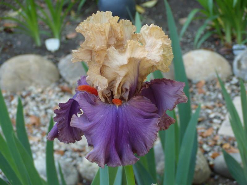 Photo of Tall Bearded Iris (Iris 'Air of Mystery') uploaded by Betja