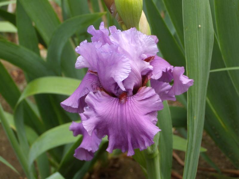 Photo of Tall Bearded Iris (Iris 'Chocolates and Silk') uploaded by Betja