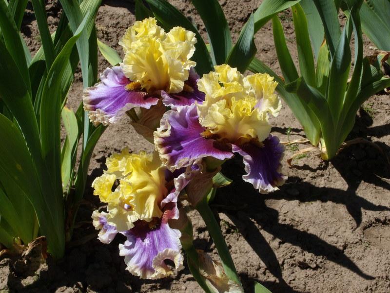 Photo of Tall Bearded Iris (Iris 'Carnival Capers') uploaded by Betja