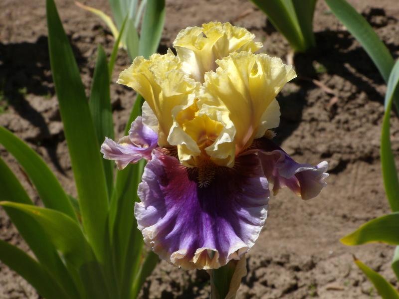 Photo of Tall Bearded Iris (Iris 'Carnival Capers') uploaded by Betja
