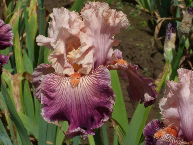 Photo of Tall Bearded Iris (Iris 'Full of Magic') uploaded by Betja