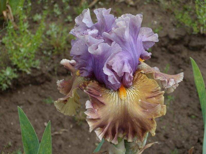 Photo of Tall Bearded Iris (Iris 'Ancient Secrets') uploaded by Betja