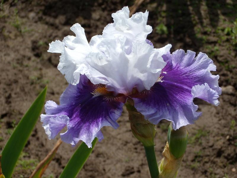 Photo of Tall Bearded Iris (Iris 'Gothic Lord') uploaded by Betja