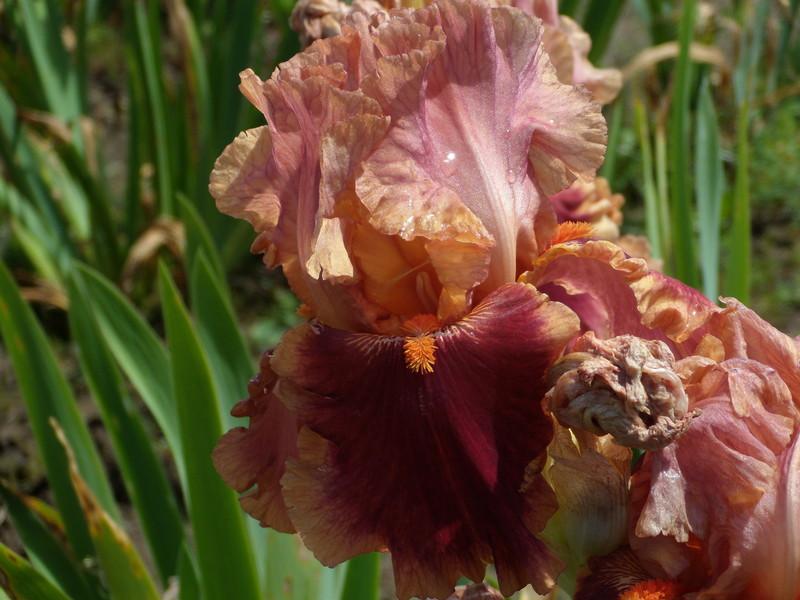 Photo of Tall Bearded Iris (Iris 'Drinks at Sunset') uploaded by Betja