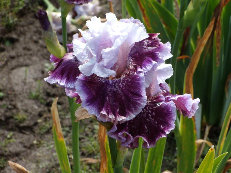 Photo of Tall Bearded Iris (Iris 'Dance to Paris') uploaded by Betja