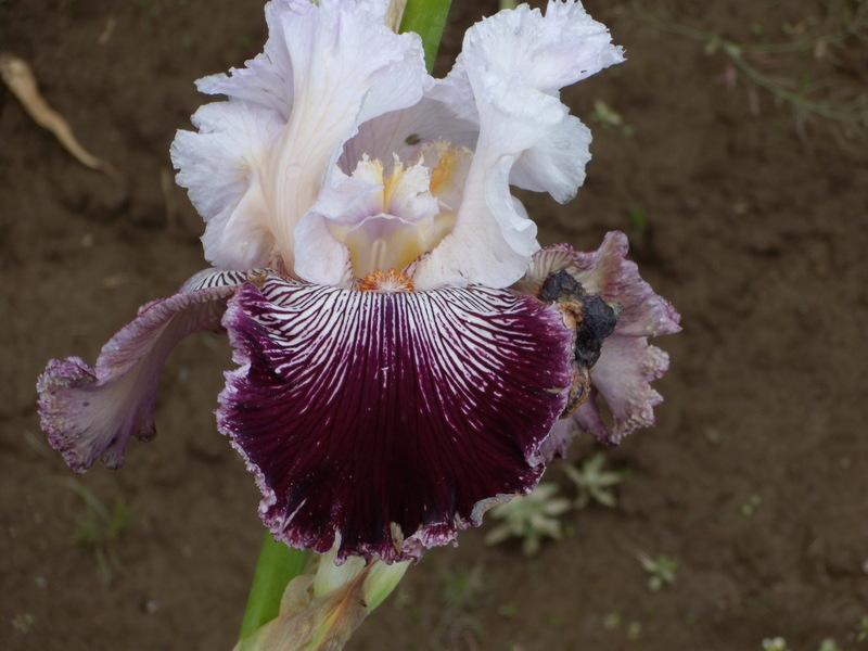 Photo of Tall Bearded Iris (Iris 'Samba Queen') uploaded by Betja