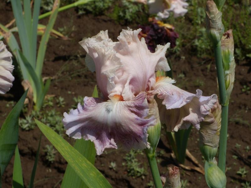 Photo of Tall Bearded Iris (Iris 'Amorous Heart') uploaded by Betja