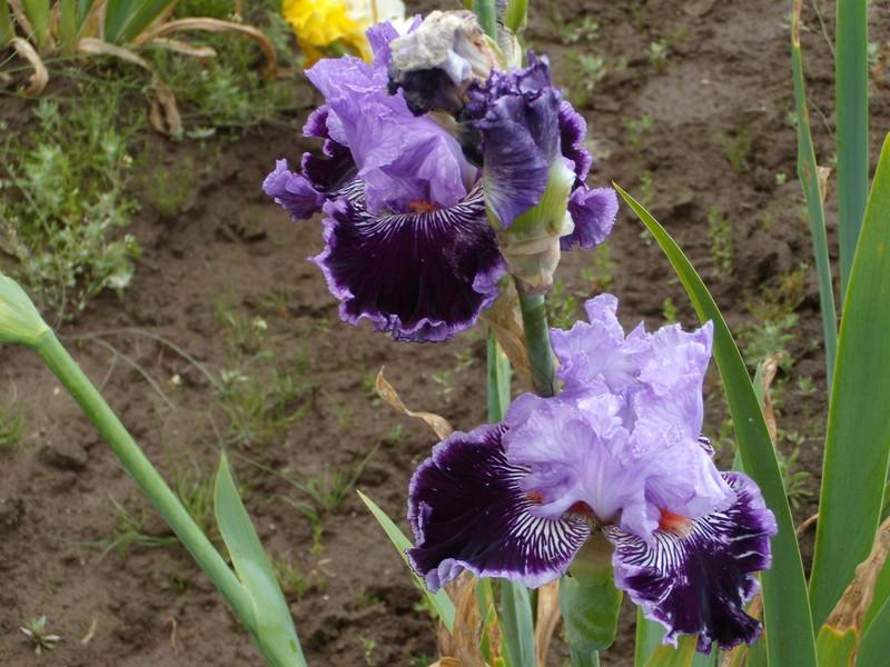 Photo of Tall Bearded Iris (Iris 'By Jeeves') uploaded by Betja