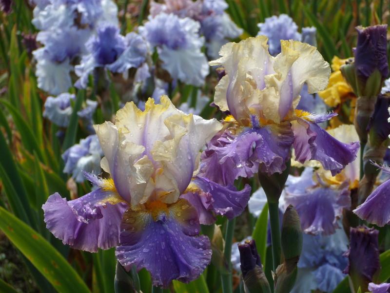 Photo of Tall Bearded Iris (Iris 'Mist Arising') uploaded by Betja