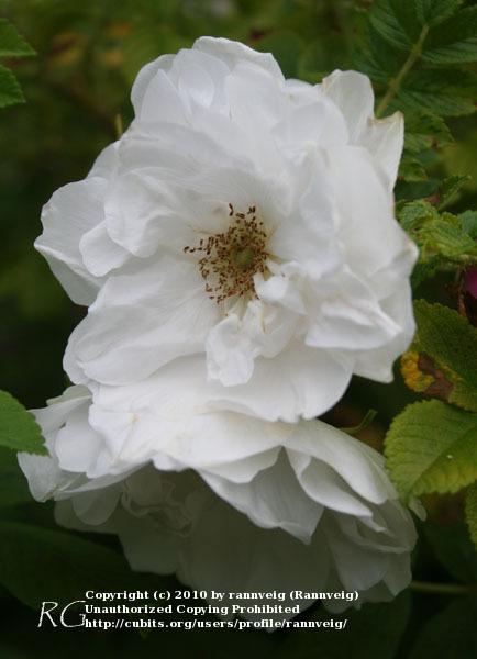 Photo of Hybrid Rugosa Rose (Rosa 'Blanc Double de Coubert') uploaded by rannveig
