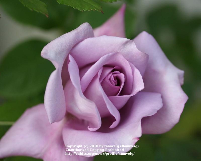Photo of Rose (Rosa 'Blue Moon') uploaded by rannveig