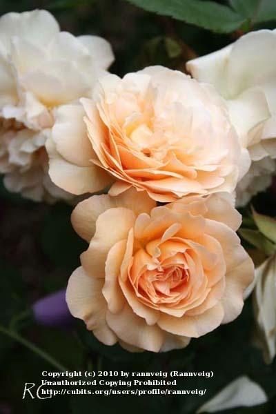 Photo of Hybrid Musk Rose (Rosa 'Buff Beauty') uploaded by rannveig