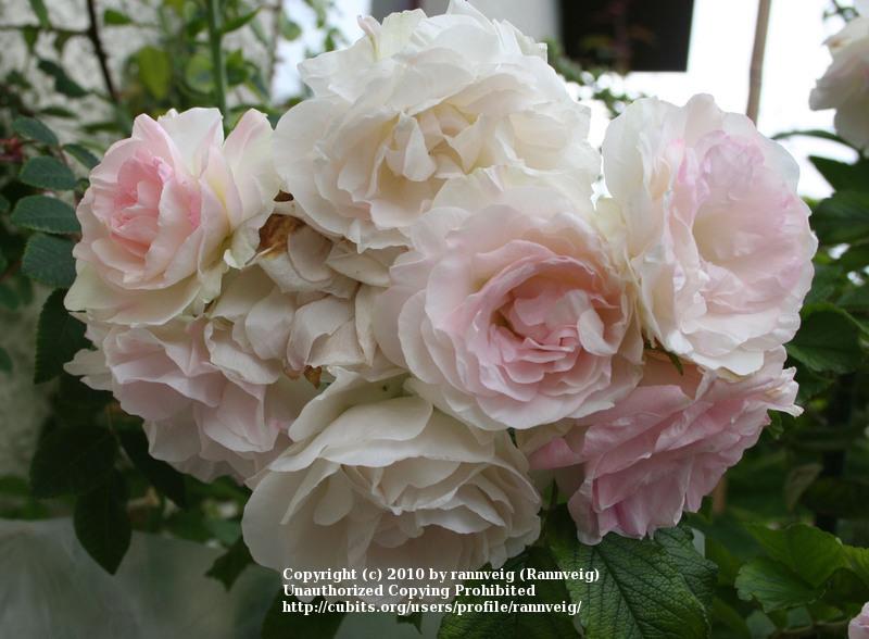 Photo of Rose (Rosa 'Polareis') uploaded by rannveig