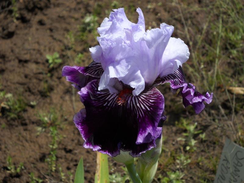 Photo of Tall Bearded Iris (Iris 'Salome's Butterfly') uploaded by Betja