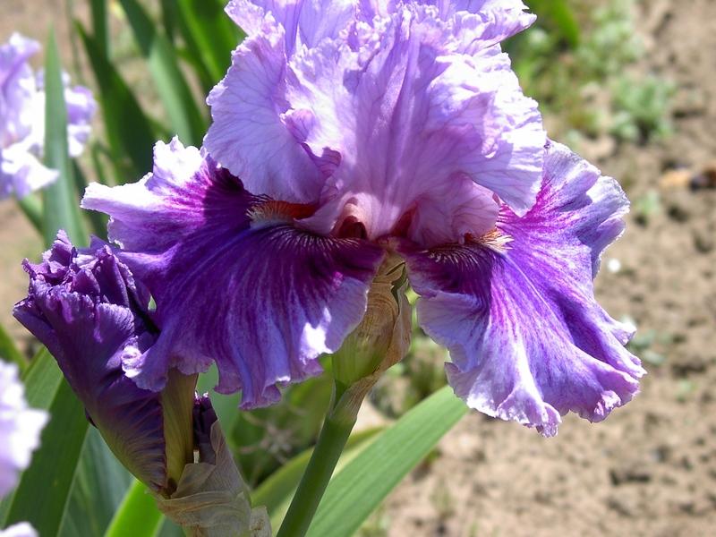 Photo of Tall Bearded Iris (Iris 'Enchanter') uploaded by Betja