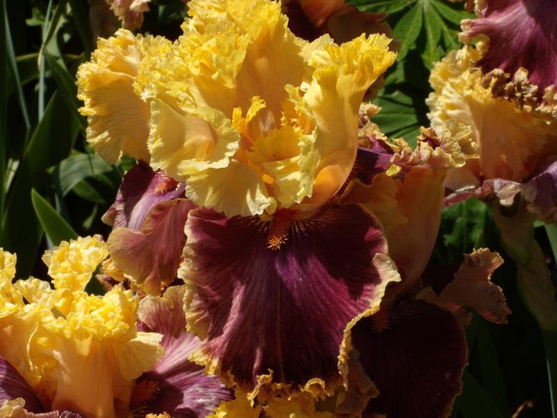 Photo of Tall Bearded Iris (Iris 'Decadence') uploaded by Betja