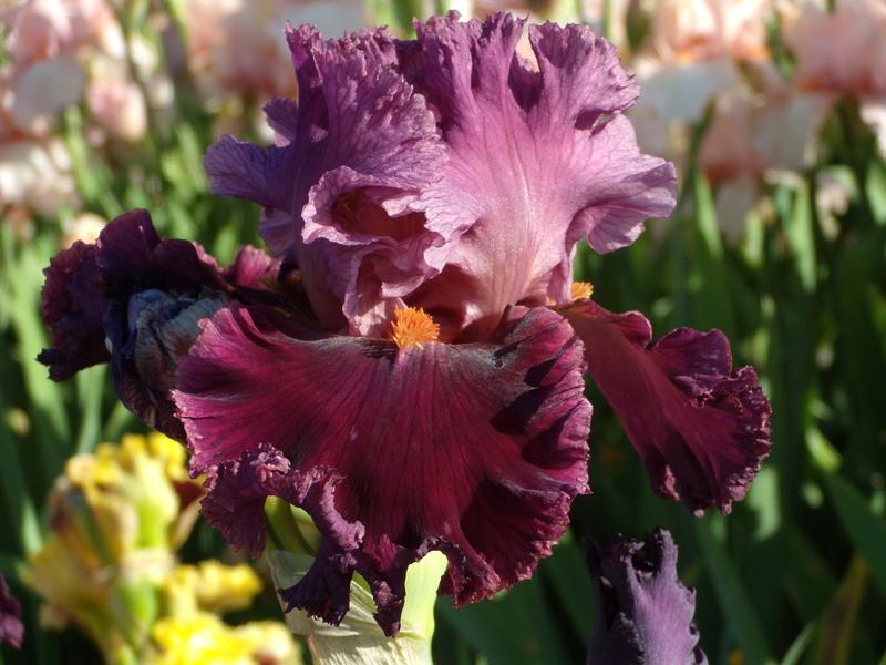 Photo of Tall Bearded Iris (Iris 'Rarer than Rubies') uploaded by Betja
