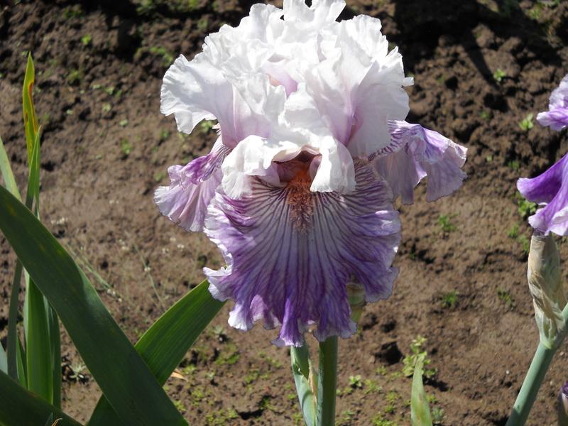 Photo of Tall Bearded Iris (Iris 'Reckless in Denim') uploaded by Betja