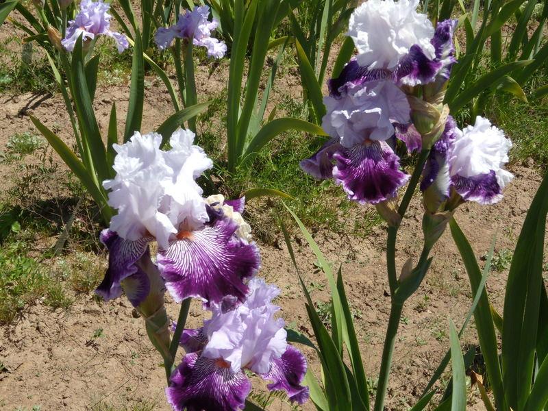 Photo of Tall Bearded Iris (Iris 'Gypsy Geena') uploaded by Betja