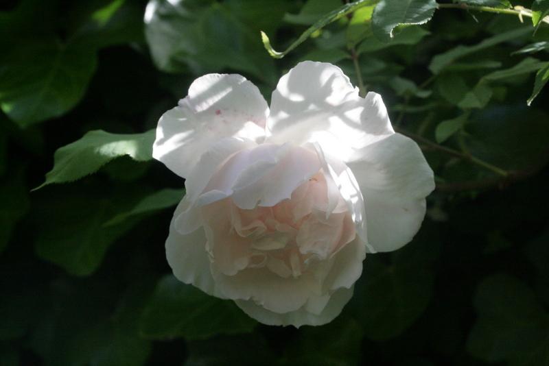 Photo of Rose (Rosa 'Madame Alfred Carriere') uploaded by CLUSIANA