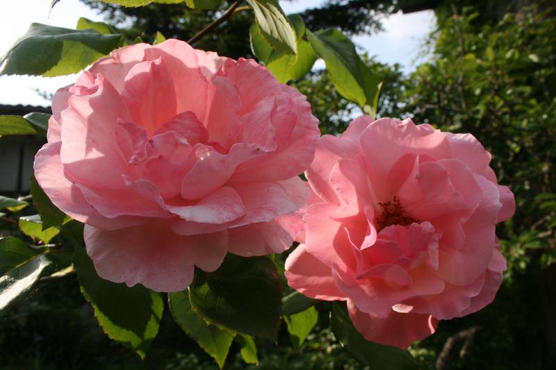 Photo of Rose (Rosa 'Queen Elizabeth') uploaded by CLUSIANA