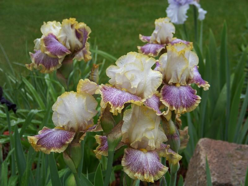 Photo of Tall Bearded Iris (Iris 'Whispering Spirits') uploaded by mattsmom