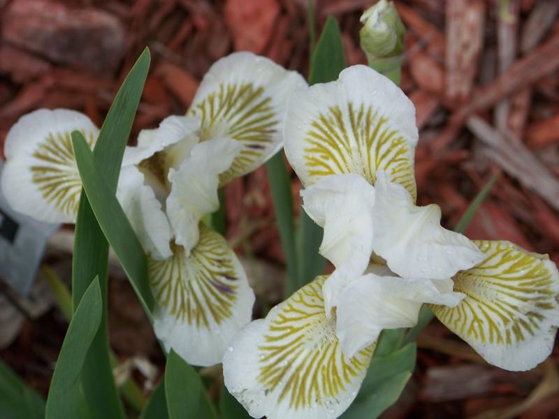 Photo of Standard Dwarf Bearded Iris (Iris 'Snow Tree') uploaded by mattsmom