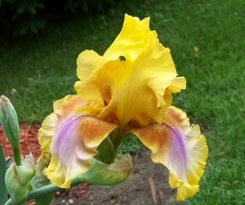 Photo of Tall Bearded Iris (Iris 'Strange Brew') uploaded by mattsmom