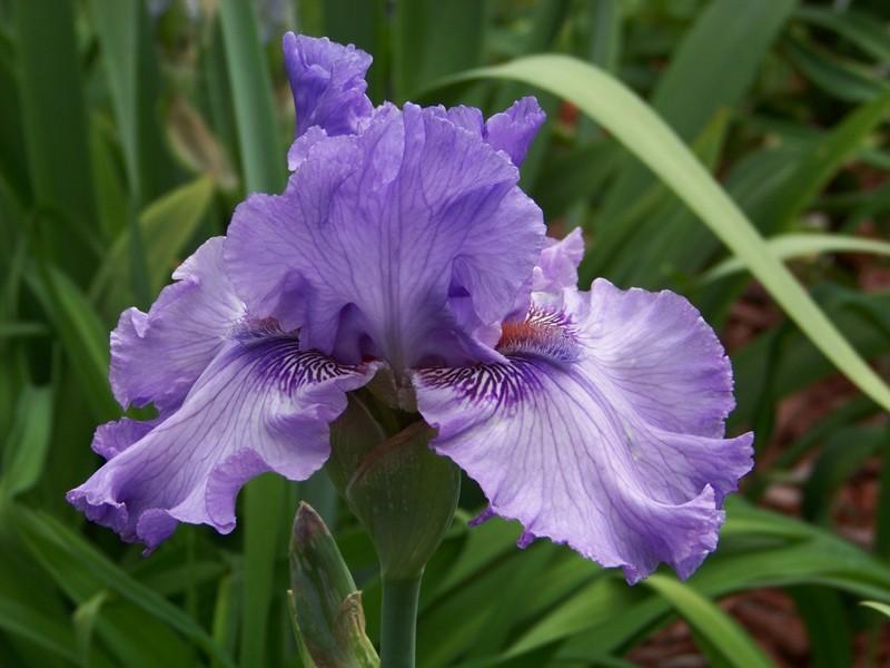 Photo of Tall Bearded Iris (Iris 'Sweet Geisha') uploaded by mattsmom