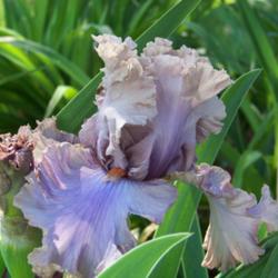 
LOVE this iris!