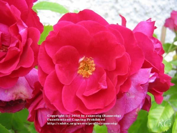 Photo of Rose (Rosa 'Flammentanz') uploaded by rannveig