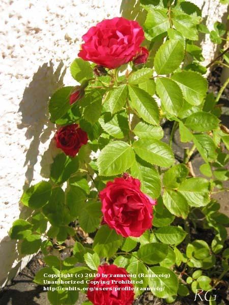 Photo of Rose (Rosa 'Flammentanz') uploaded by rannveig