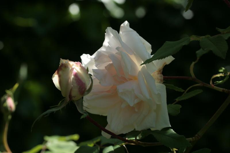Photo of Rose (Rosa 'Madame Alfred Carriere') uploaded by CLUSIANA