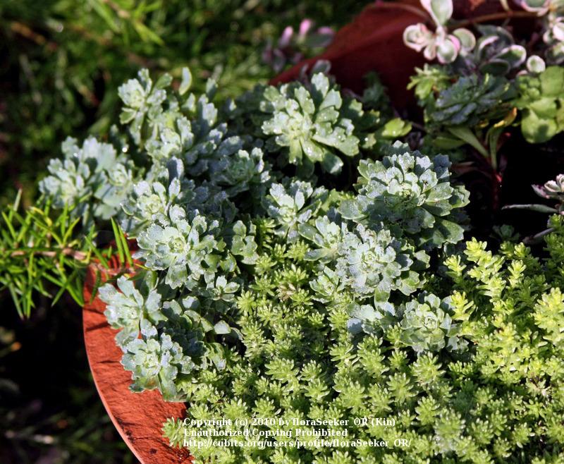 Photo of Afghan Stonecrop (Rhodiola pachyclada 'White Diamond') uploaded by floraSeeker_OR