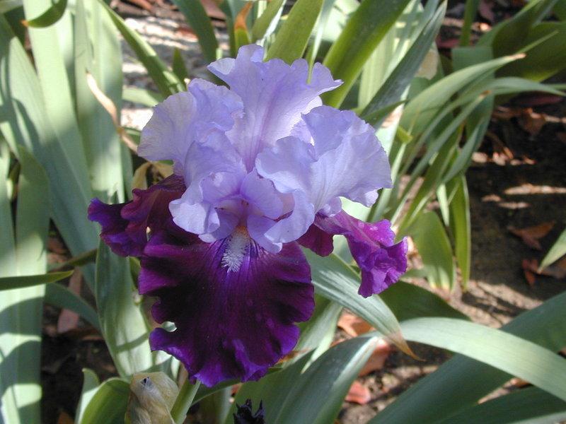 Photo of Tall Bearded Iris (Iris 'Fit for a King') uploaded by Betja