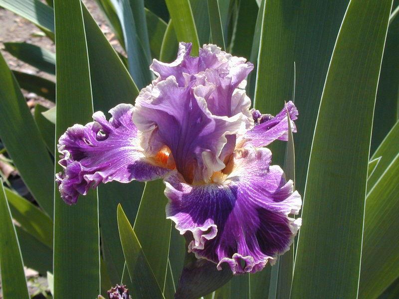 Photo of Tall Bearded Iris (Iris 'Secret Recipe') uploaded by Betja