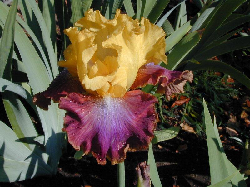 Photo of Tall Bearded Iris (Iris 'Darcy's Choice') uploaded by Betja