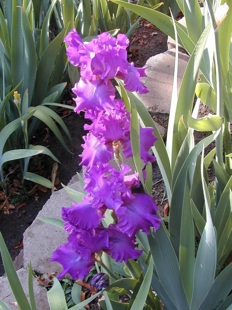 Photo of Tall Bearded Iris (Iris 'Swingtown') uploaded by Betja