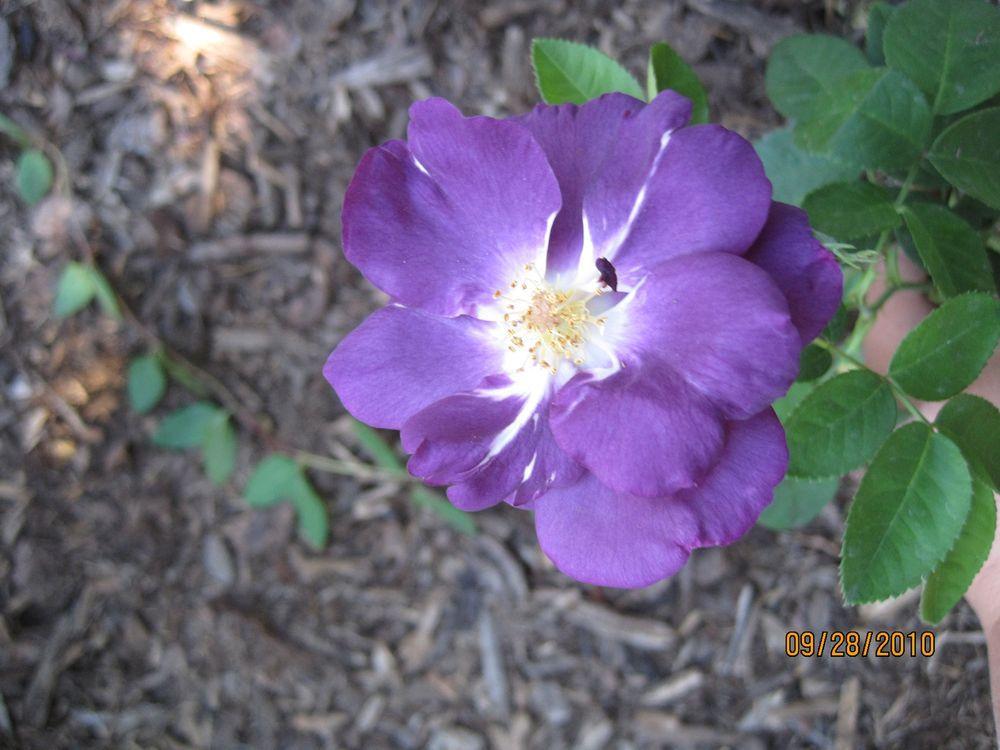 Photo of Rose (Rosa 'Rhapsody in Blue') uploaded by Skiekitty